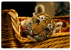 Vladimir Putin showed journalists a Siberian tiger cub he received for his birthday