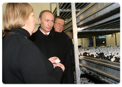 Prime Minister Vladimir Putin visited the Prinevskoye Pedigree Farm, one of the biggest agricultural enterprises in the Leningrad Region