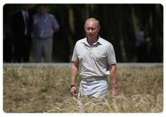 Prime Minister Vladimir Putin in a wheat field of the Agrocomplex Company