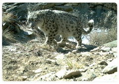 Andrei Subbotin told the Prime Minister in detail about a 2007 programme initiated by Mr Putin to study and save the snow leopard, or irbis.