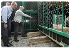 В.В.Путин, Жан-Клод Килли и Жильбер Фелли выпустили из клеток в вольеры двух леопардов, доставленных на самолете из Туркмении