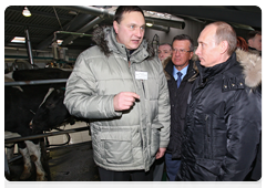Prime Minister Vladimir Putin at the Grazhdansky cattle-breeding plant in Zaporozhskoye, Leningrad Region