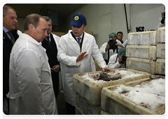 Prime Minister Vladimir Putin visits one of northwestern Russia’s largest fish processing plants during a working trip to the Murmansk Region