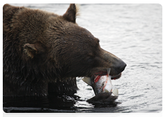 Бурый медведь в Южно-Камчатском федеральном заказнике