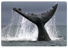 Серый кит в Бухте Ольга Камчатского края