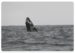 A grey whale in Olga Bay, Kamchatka Territory